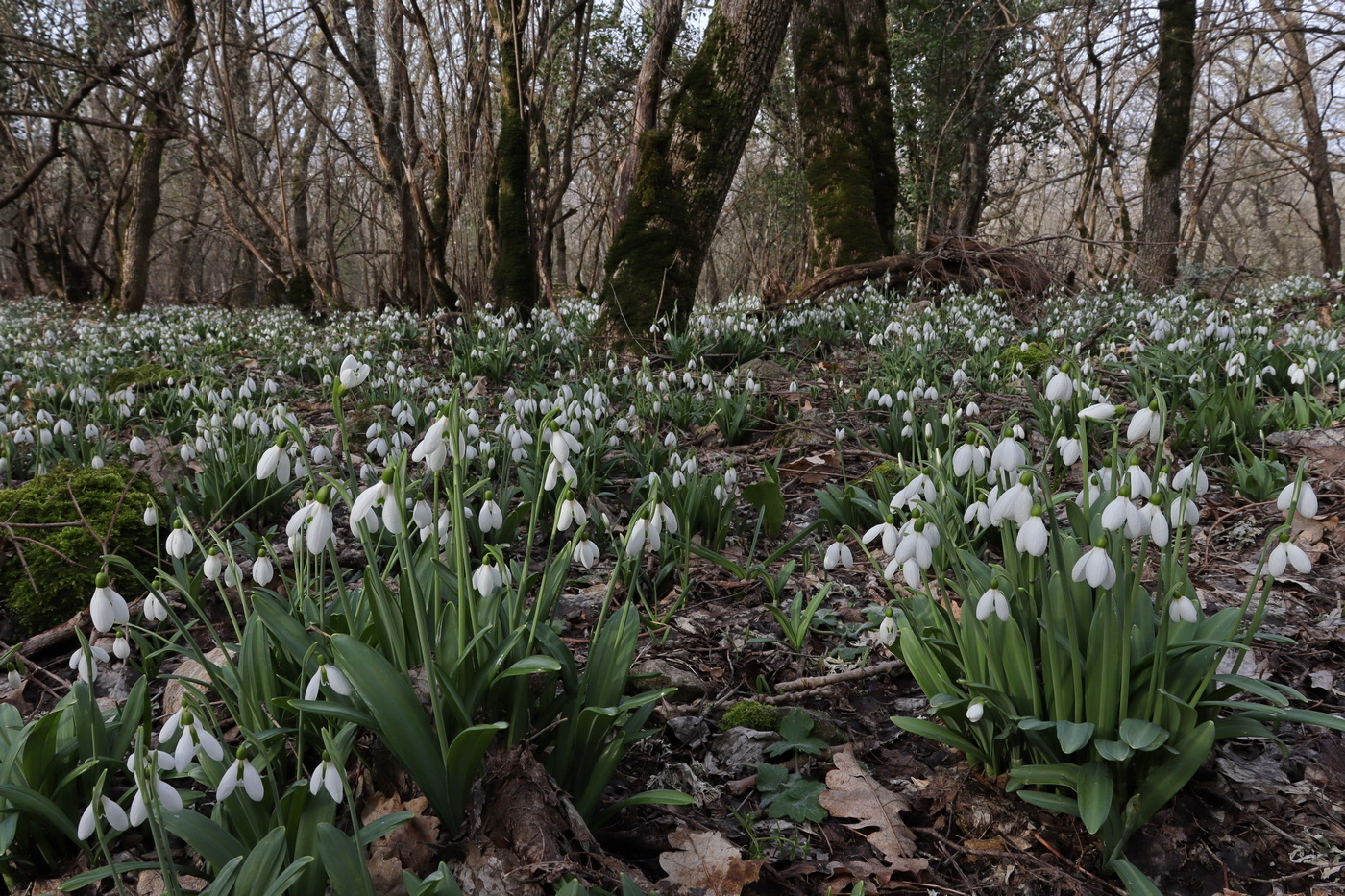 Изображение особи Galanthus plicatus.