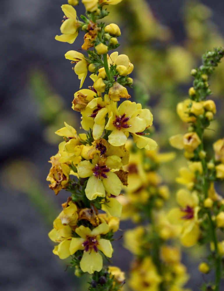 Image of Verbascum marschallianum specimen.