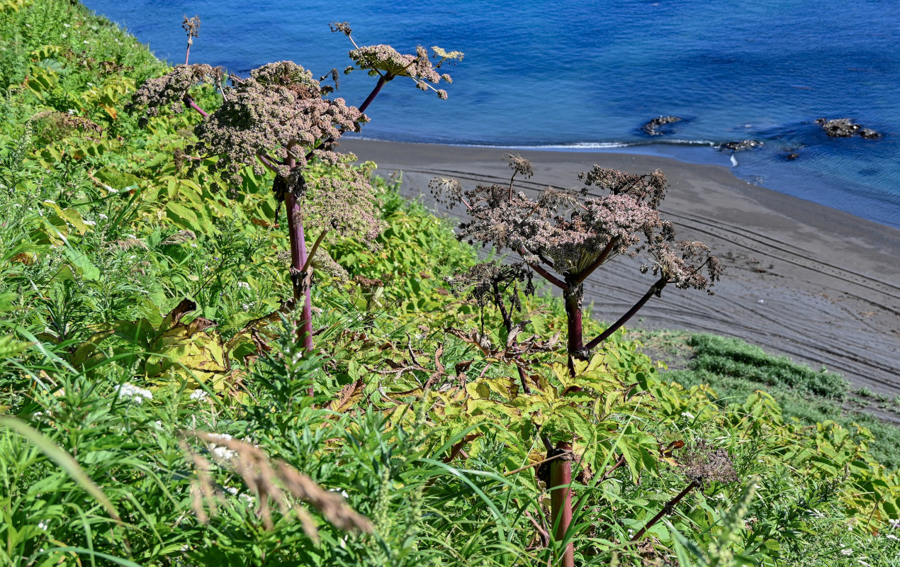 Image of Angelica ursina specimen.