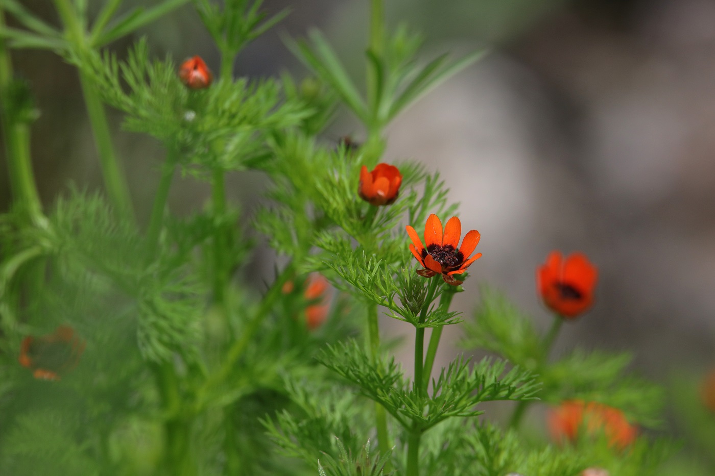 Image of Adonis parviflora specimen.