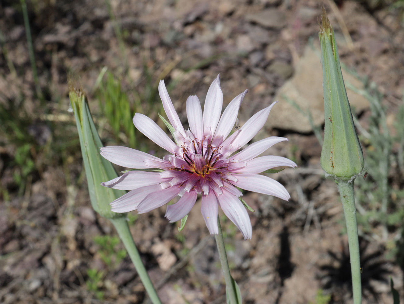 Image of Tragopogon ruber specimen.