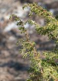 Juniperus communis. Верхушки ветвей. ЯНАО, г. Салехард, берег р. Шайтанка (Преображенка), березняк. 10.06.2024.