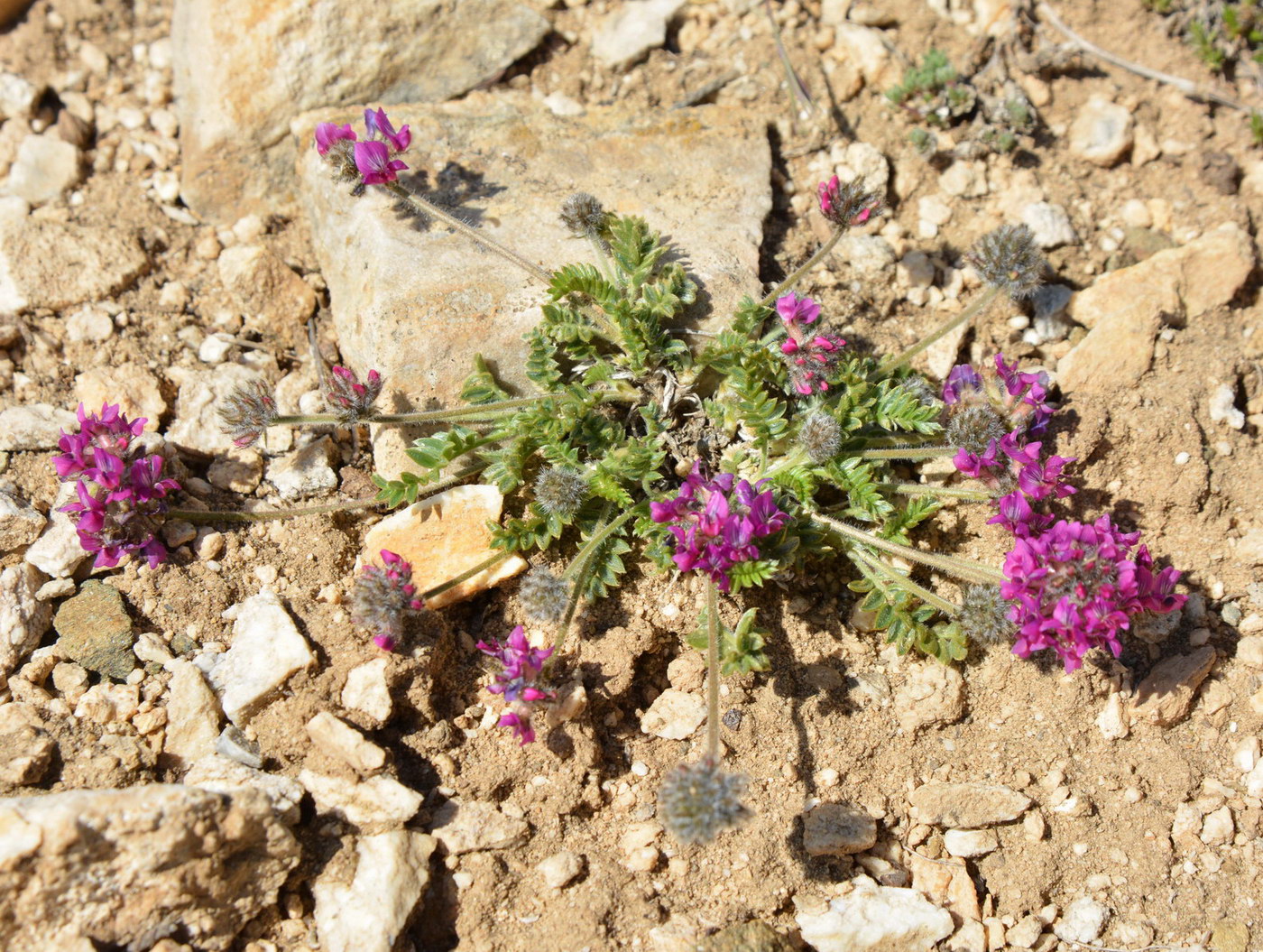 Image of genus Oxytropis specimen.