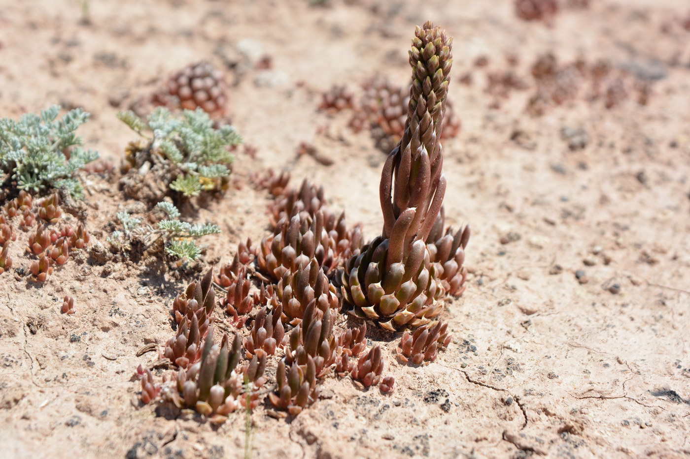 Image of Orostachys thyrsiflora specimen.