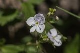 genus Veronica. Цветок и бутоны. Карачаево-Черкесия, Карачаевский р-н, ущ. р. Бадук, каменистый склон. 23.06.2024.