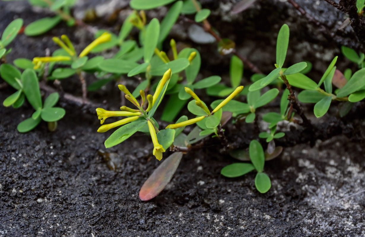 Image of Wikstroemia ligustrina specimen.