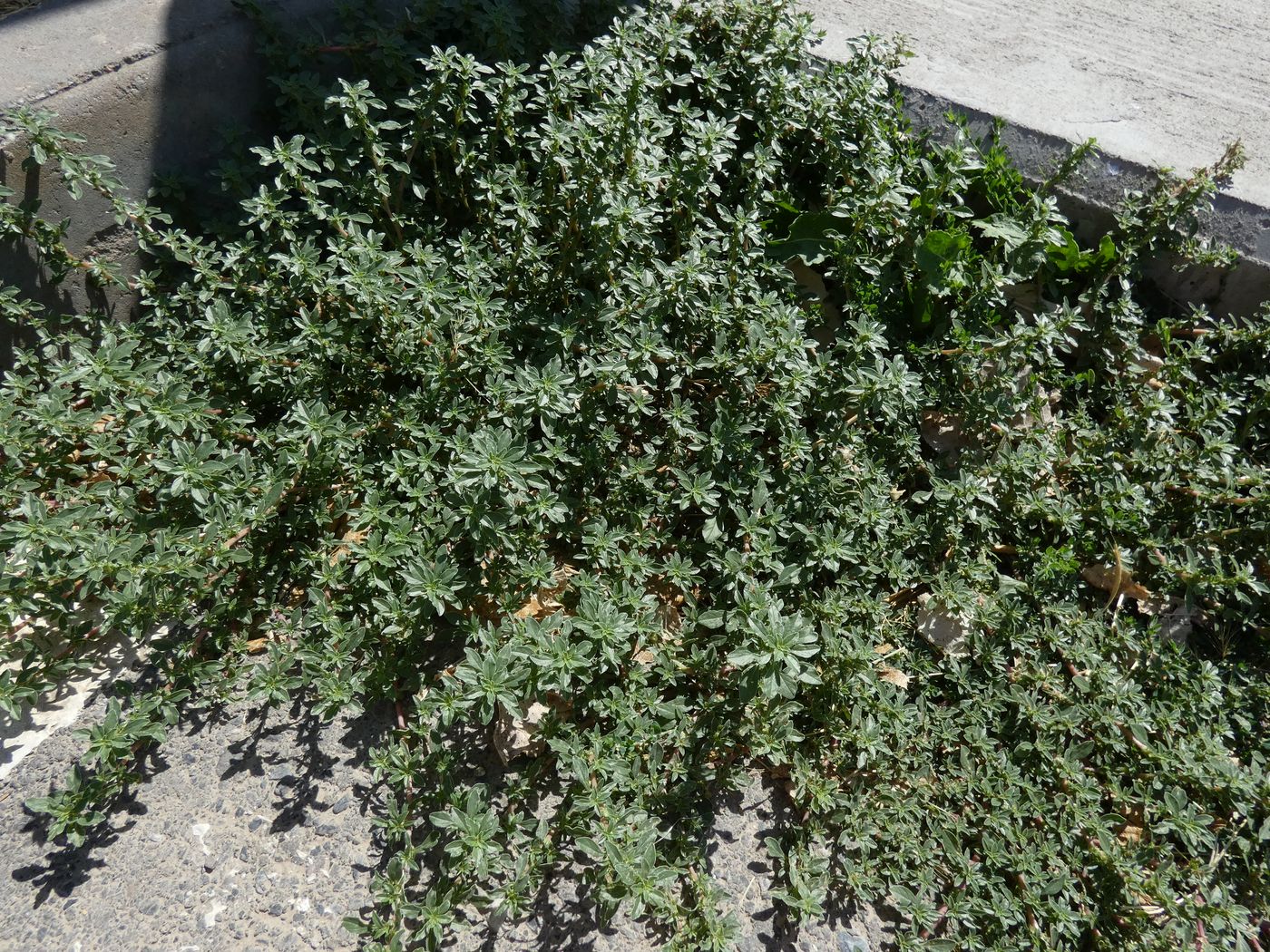 Image of Amaranthus blitoides specimen.