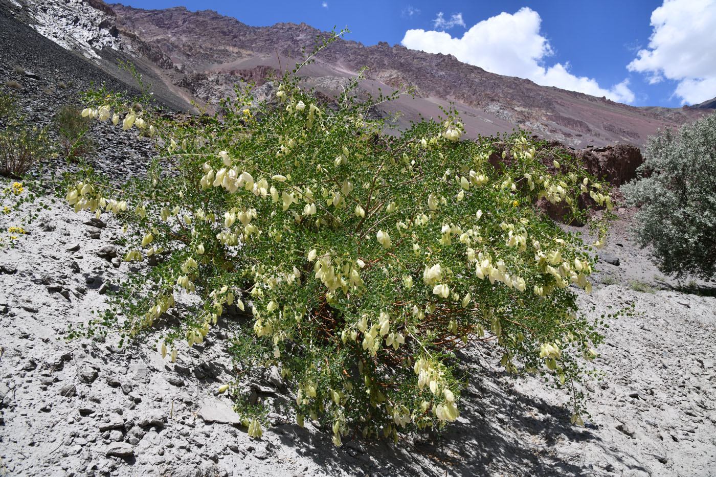 Image of Colutea paulsenii specimen.