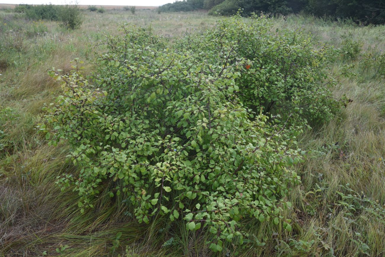 Image of Prunus spinosa specimen.