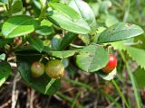 Vaccinium vitis-idaea. Часть побега с незрелыми плодами. Хабаровский край, окр. г. Комсомольск-на-Амуре, кедрово-широколиственный лес. 15.08.2024.