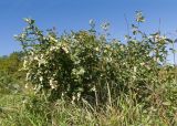 Symphoricarpos albus variety laevigatus. Плодоносящее растение. Краснодарский край, Крымский р-н, станица Неберджаевская, приусадебный участок, в культуре. 22.09.2024.