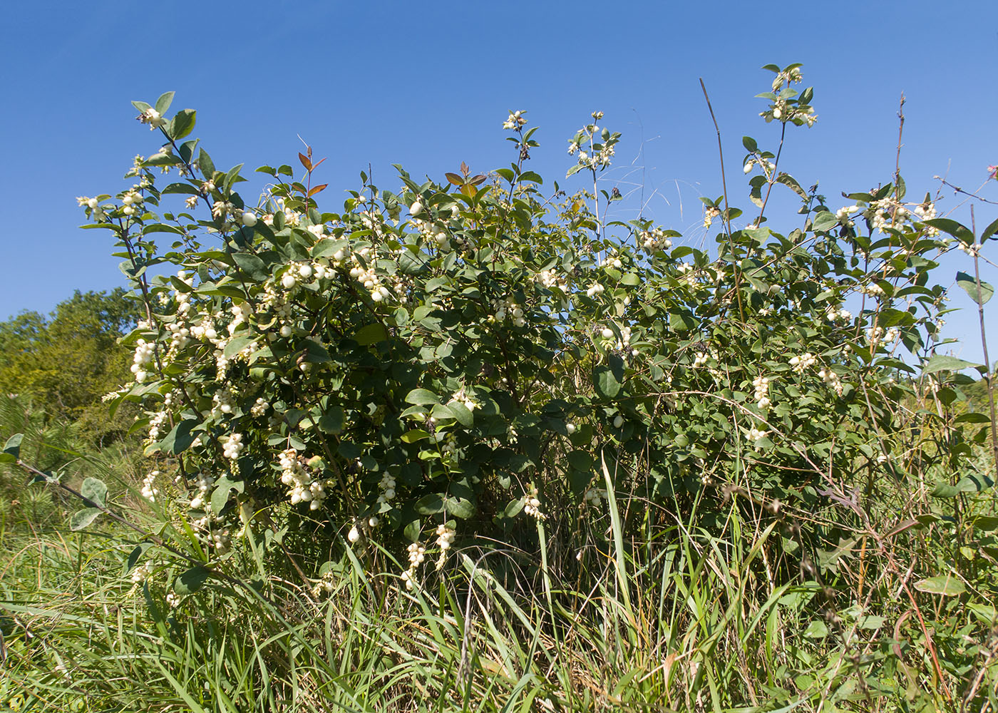 Изображение особи Symphoricarpos albus var. laevigatus.