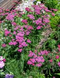 Achillea millefolium. Цветущие растения (культивар). Вологодская обл., Кирилловский р-н, г. Кириллов, в культуре. 12.07.2024.