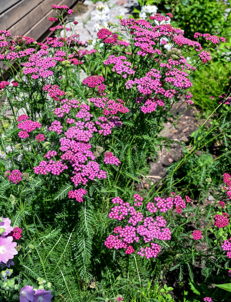 Изображение особи Achillea millefolium.