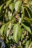 Quercus glauca. Верхушка побега с плодами. Краснодарский край, г. Сочи, м-р Лазаревское, городское озеленение. 03.11.2024.