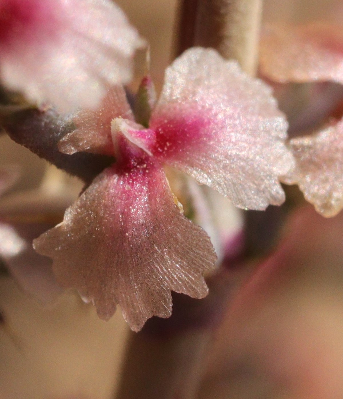 Изображение особи Girgensohnia oppositiflora.