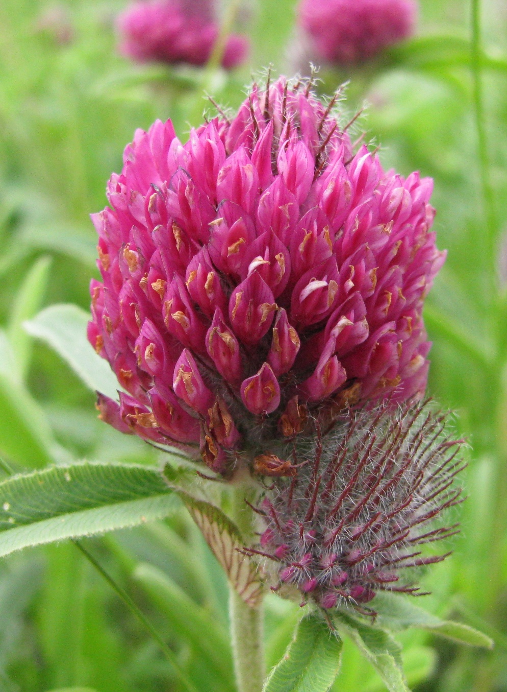 Image of Trifolium alpestre specimen.