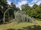 Cedrus atlantica