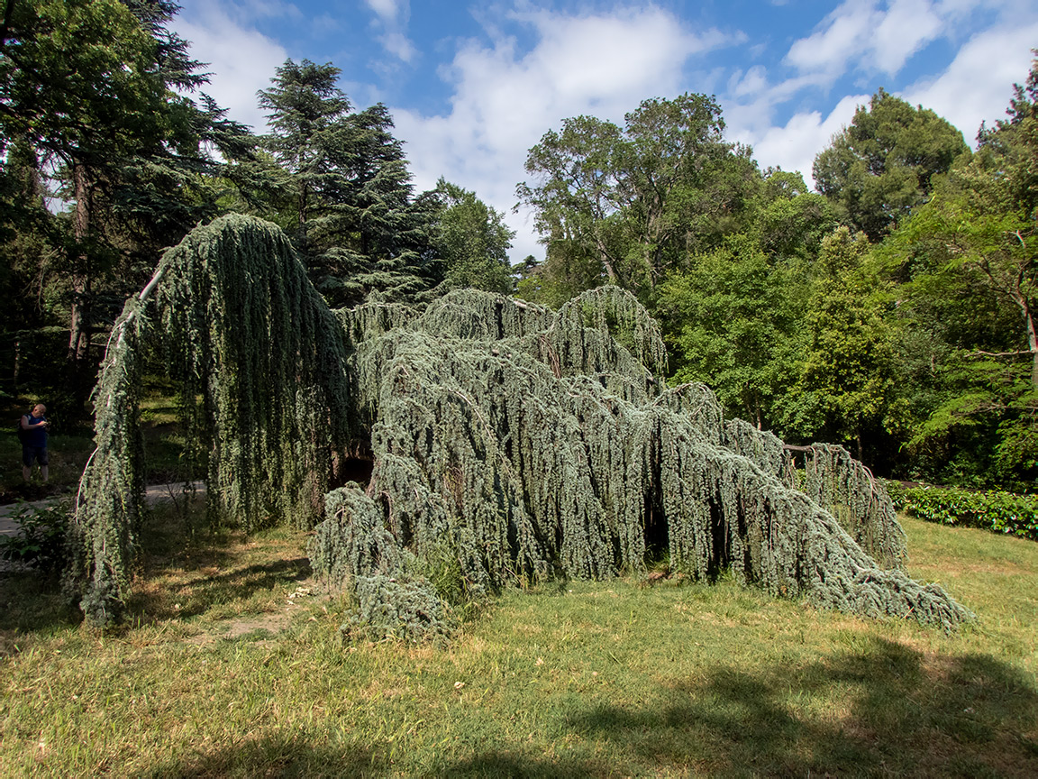 Изображение особи Cedrus atlantica.