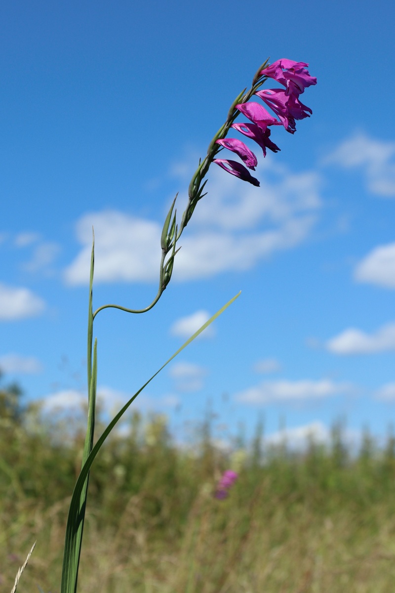 Image of Gladiolus imbricatus specimen.