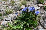 Gentiana kaufmanniana