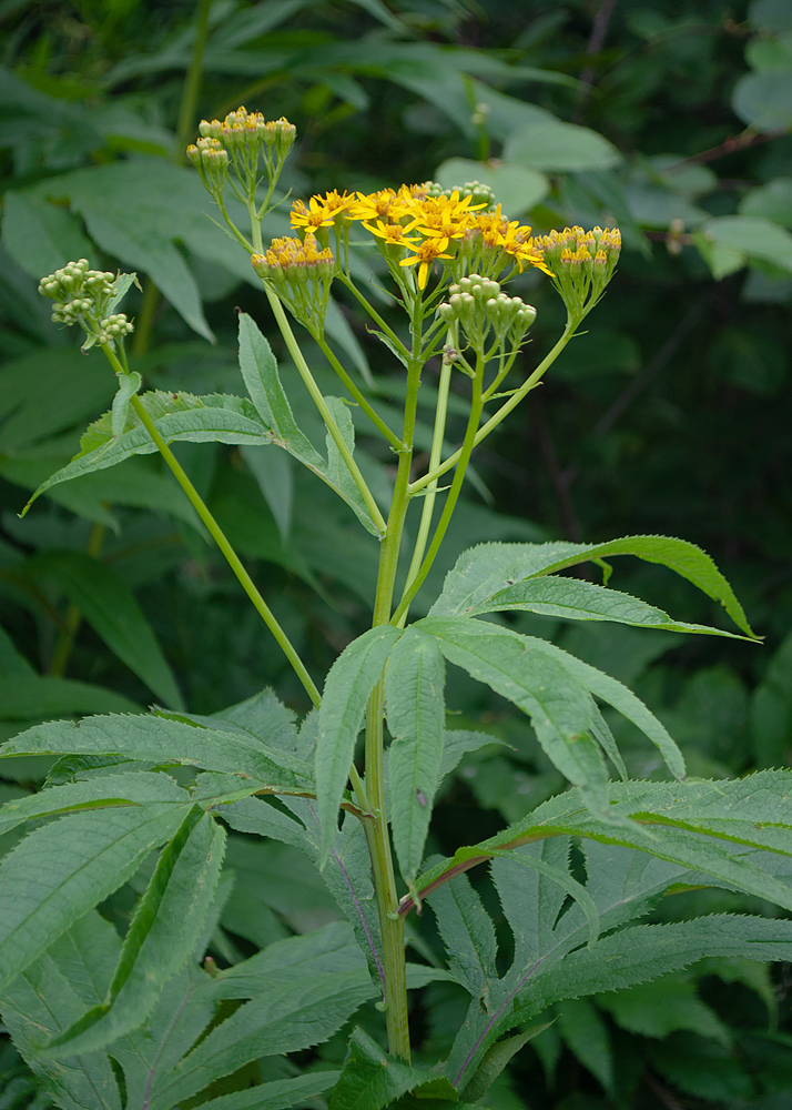 Image of Senecio cannabifolius specimen.