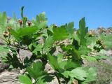 Crataegus transcaspica. Ветвь с завязавшимися плодами. Казахстан, Мангистауская обл., Мангистауский р-н; горы Западного Каратау, сев. макросклон гор, ур. Кокала, дно балки. 11 мая 2024 г.