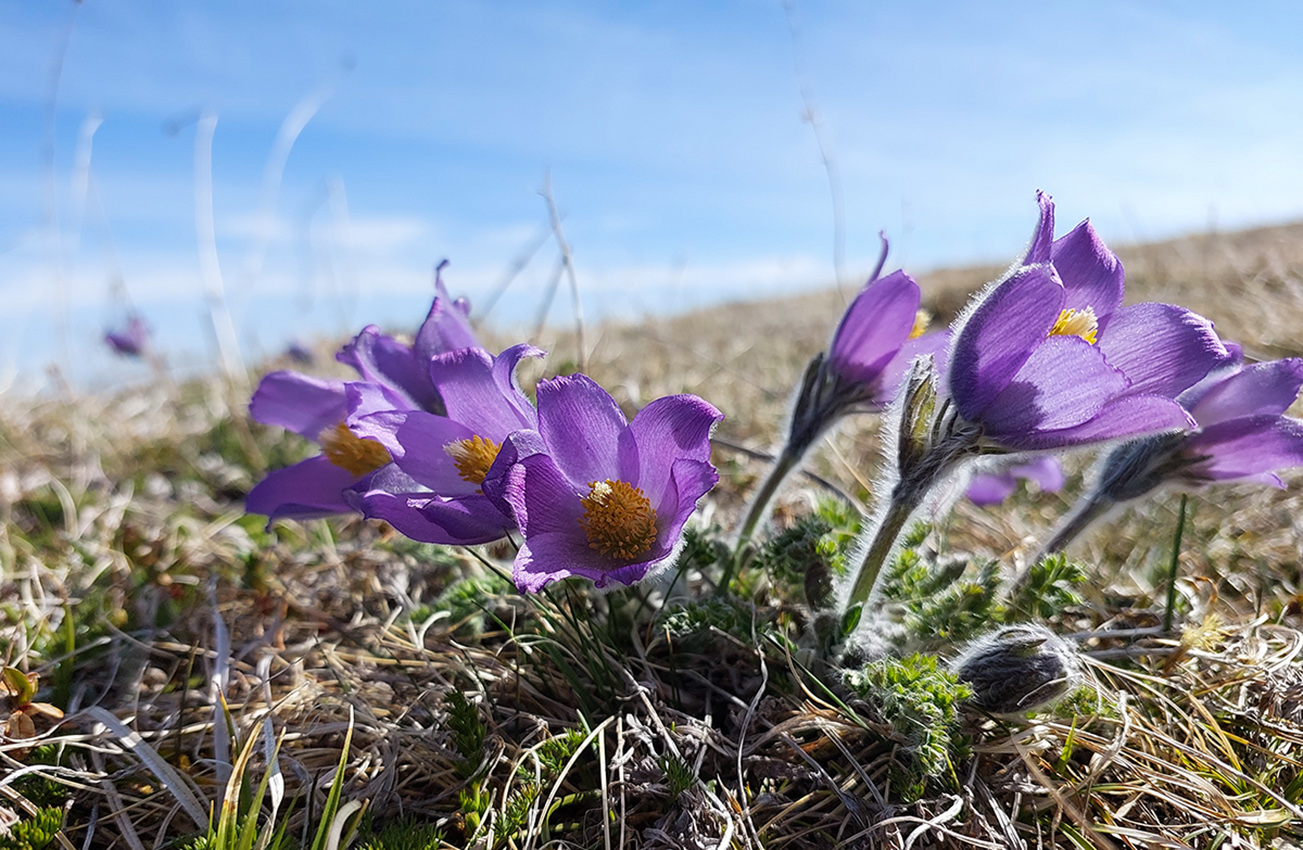 Image of Pulsatilla violacea specimen.