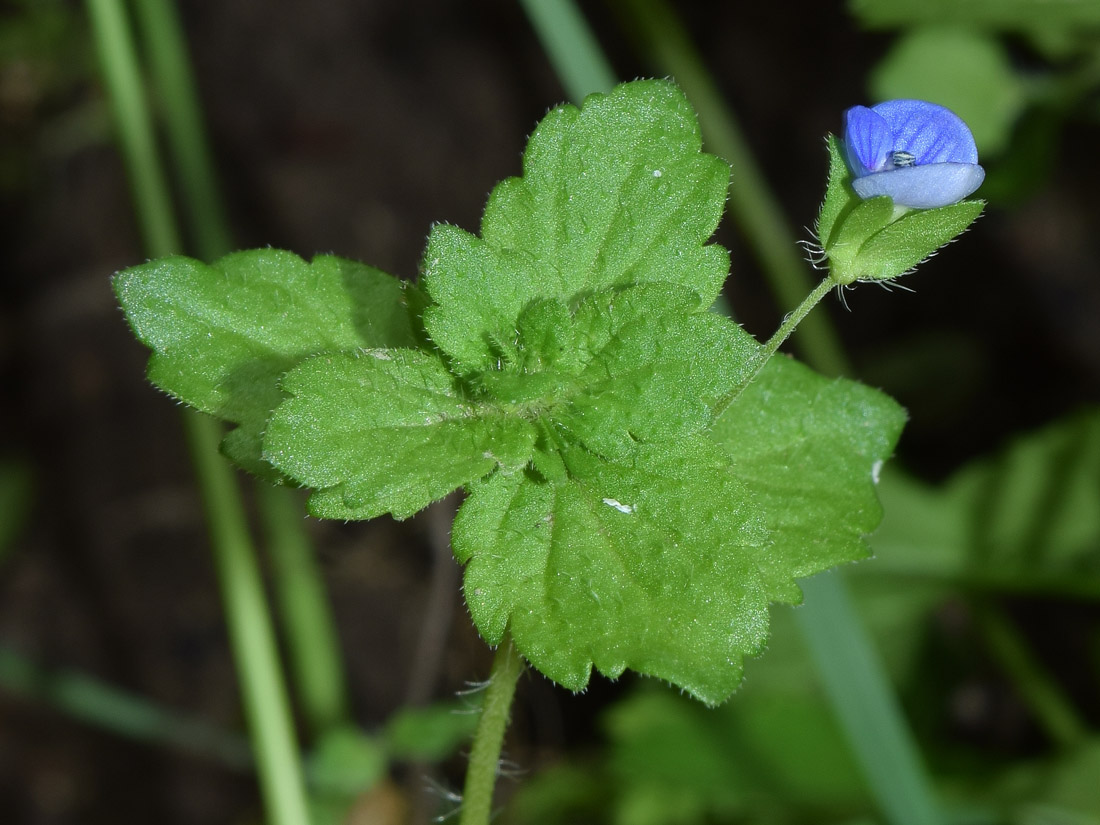 Image of Veronica persica specimen.