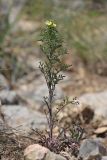 View full-size image Verbascum orientale