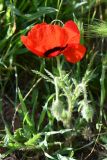 View full-size image Papaver pavoninum