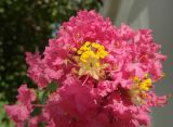 View full-size image Lagerstroemia indica