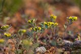 Alyssum turkestanicum разновидность desertorum. Цветущие растения. Ростовская обл., Аксайский р-н, окр. станицы Мишкинская, степной склон. 18.04.2011.