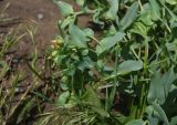 View full-size image Cerinthe minor