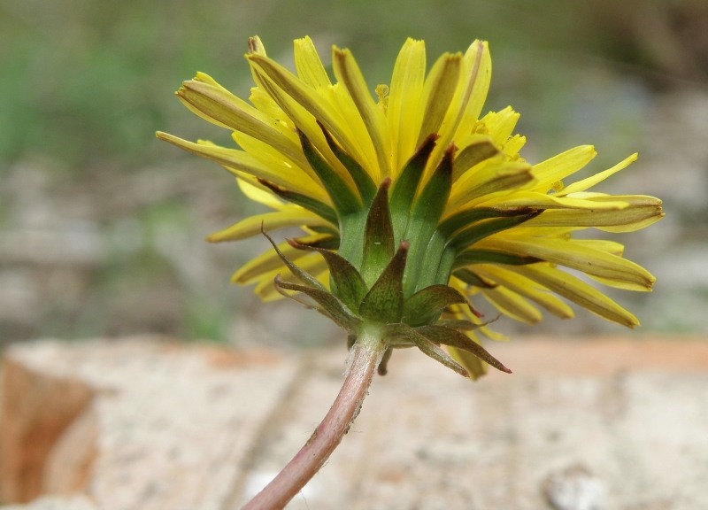 Image of genus Taraxacum specimen.