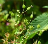 View full-size image Geranium lucidum