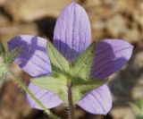 Campanula scutellata