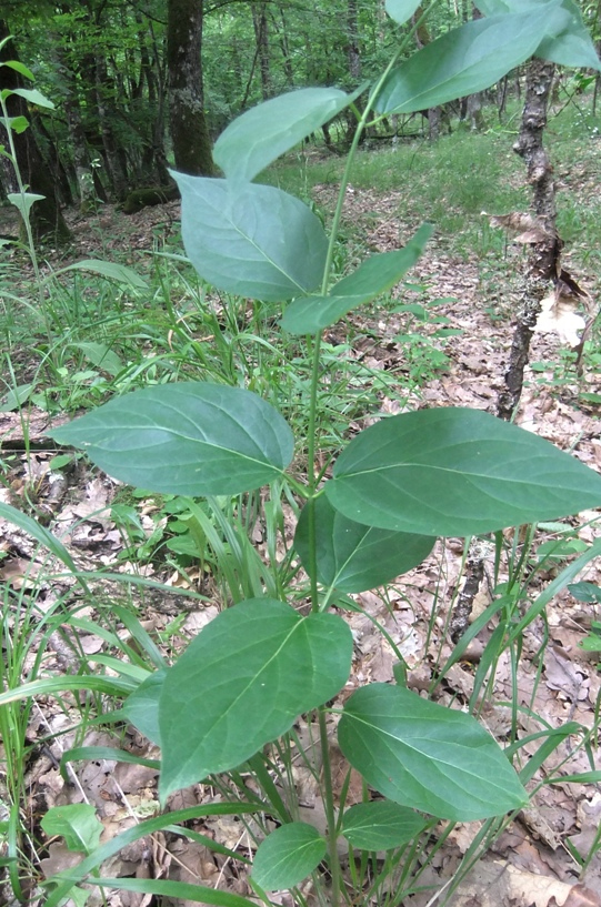 Image of Vincetoxicum scandens specimen.