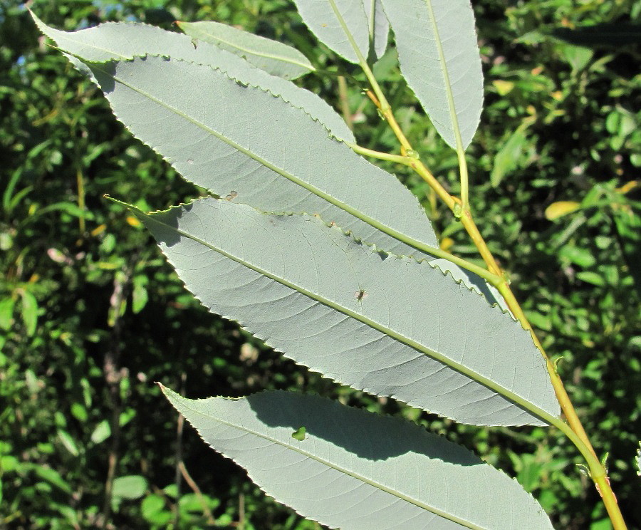 Image of Salix triandra specimen.