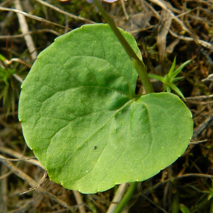 Image of Viola palustris specimen.