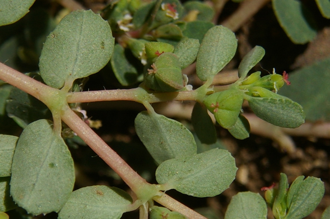 Изображение особи Euphorbia chamaesyce.