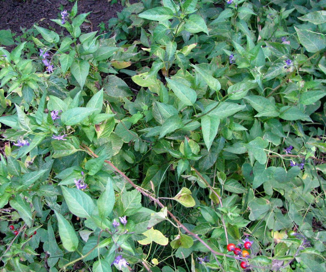 Image of Solanum pseudopersicum specimen.