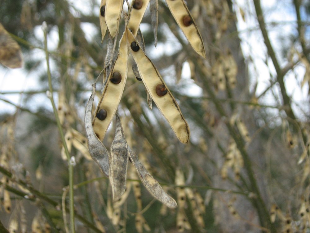 Image of Laburnum anagyroides specimen.