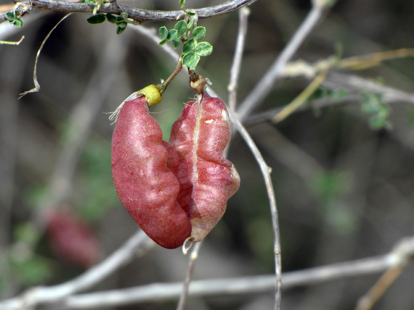 Image of Colutea istria specimen.