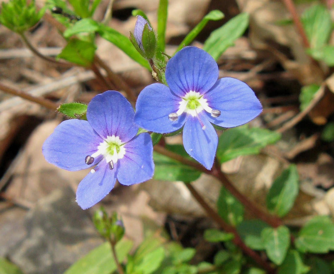 Image of Veronica umbrosa specimen.