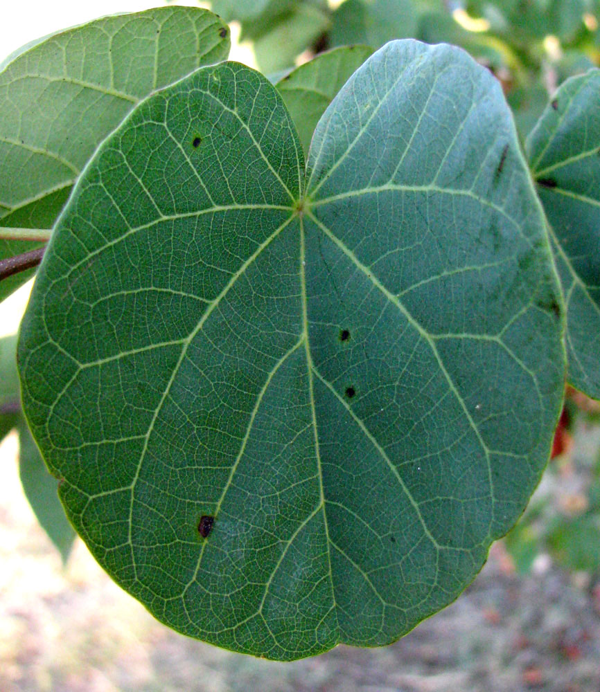 Image of Cercis siliquastrum specimen.