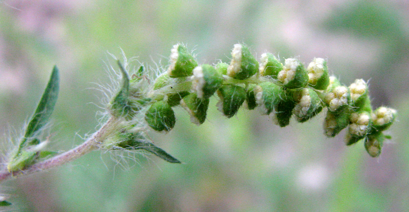 Image of Ambrosia artemisiifolia specimen.