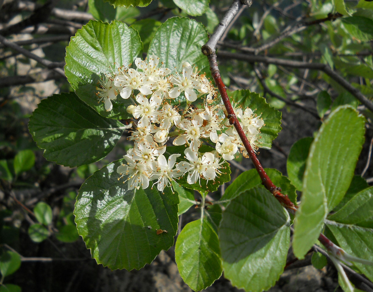 Image of Sorbus taurica specimen.