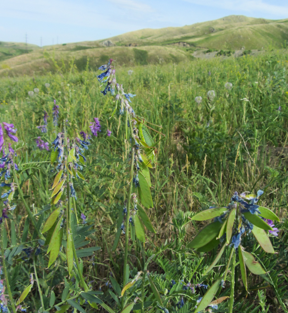 Изображение особи Vicia tenuifolia.