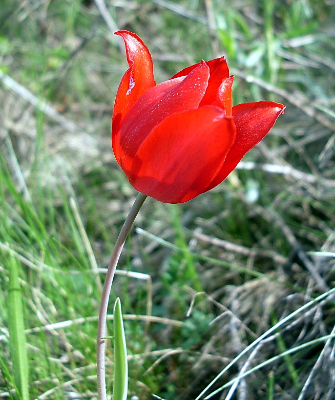 Image of Tulipa suaveolens specimen.